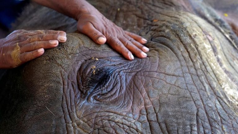 2070 yılına gelindiğinde dünyanın %57'sinde insan-yaban hayatı çatışmaları artacak