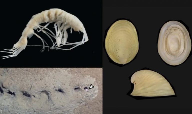 Bilim insanları yeni deniz canlıları türleri belirledi – Son Dakika Bilim Teknoloji Haberleri