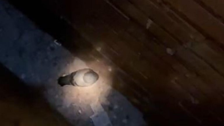 Sivas’ta mahsur kalan güvercinler itfaiye ekipleri tarafından kurtarıldı