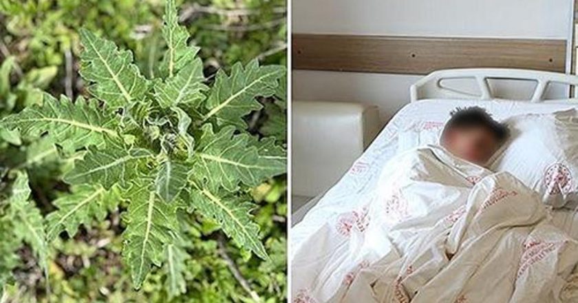 Pipistrelli çılgınlığının çılgın çimleri, yanlış tüketildiğinde ciddi zehirlenmeye yol açabilir! Çılgın Bats Pipistrello nedir?