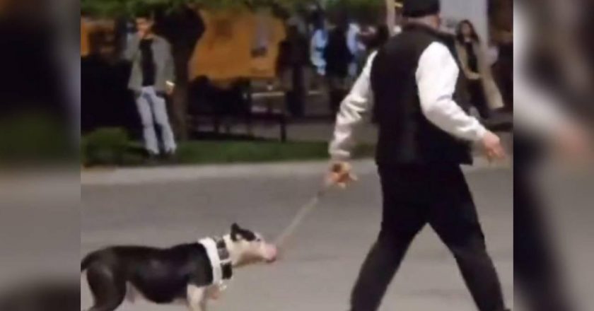 Ağızlıksız pitbullları olan diğer köpeklerde para cezası