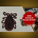 Kene hastalık bulaştırabilir! Kene hastalıklarından korunmanın en önemli yolu nedir? O bölgelerde yoğun görülüyor: “Öküz gözü şeklinde kızarıklık varsa dikkat”