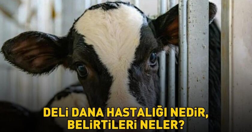 Deli dana hastalığı nedir, belirtileri neler? Deli dana hastalığı nasıl bulaşır? Ankaradan sonra Boluda da ortaya çıktı!
