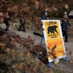 Japonya’da Ayı Saldırıları Rekor Seviyeye Ulaştı: 230 Olay!