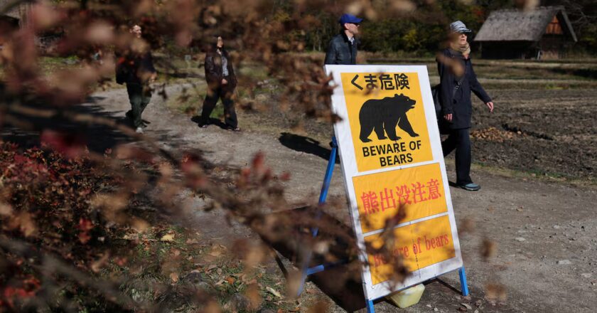 Japonya’da Ayı Saldırıları Rekor Seviyeye Ulaştı: 230 Olay!